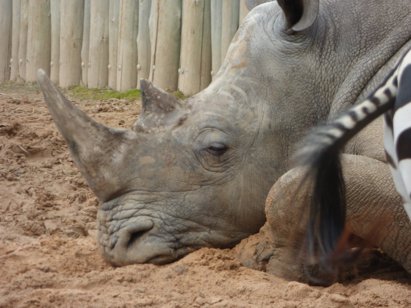 Southern White Rhino
