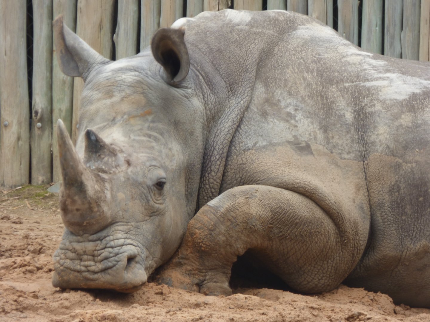 Southern White Rhino