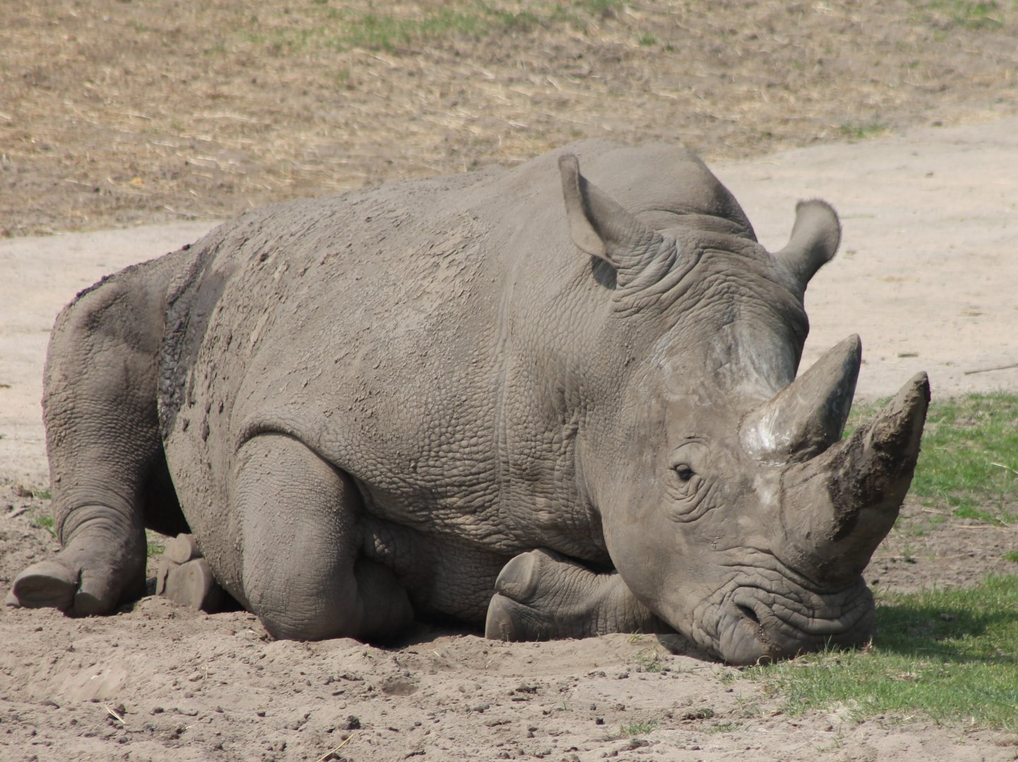 Southern white rhino