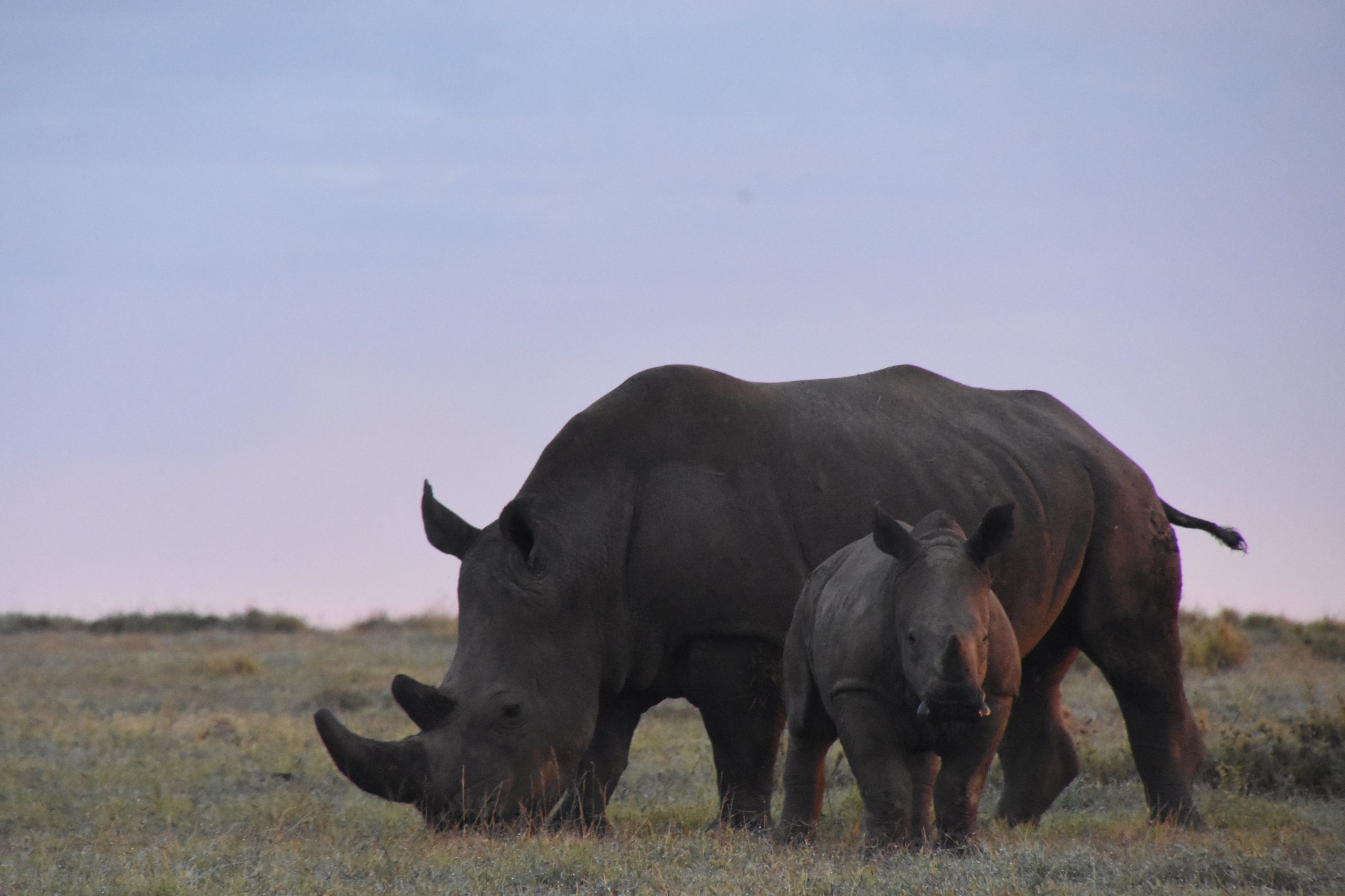 Southern white rhino