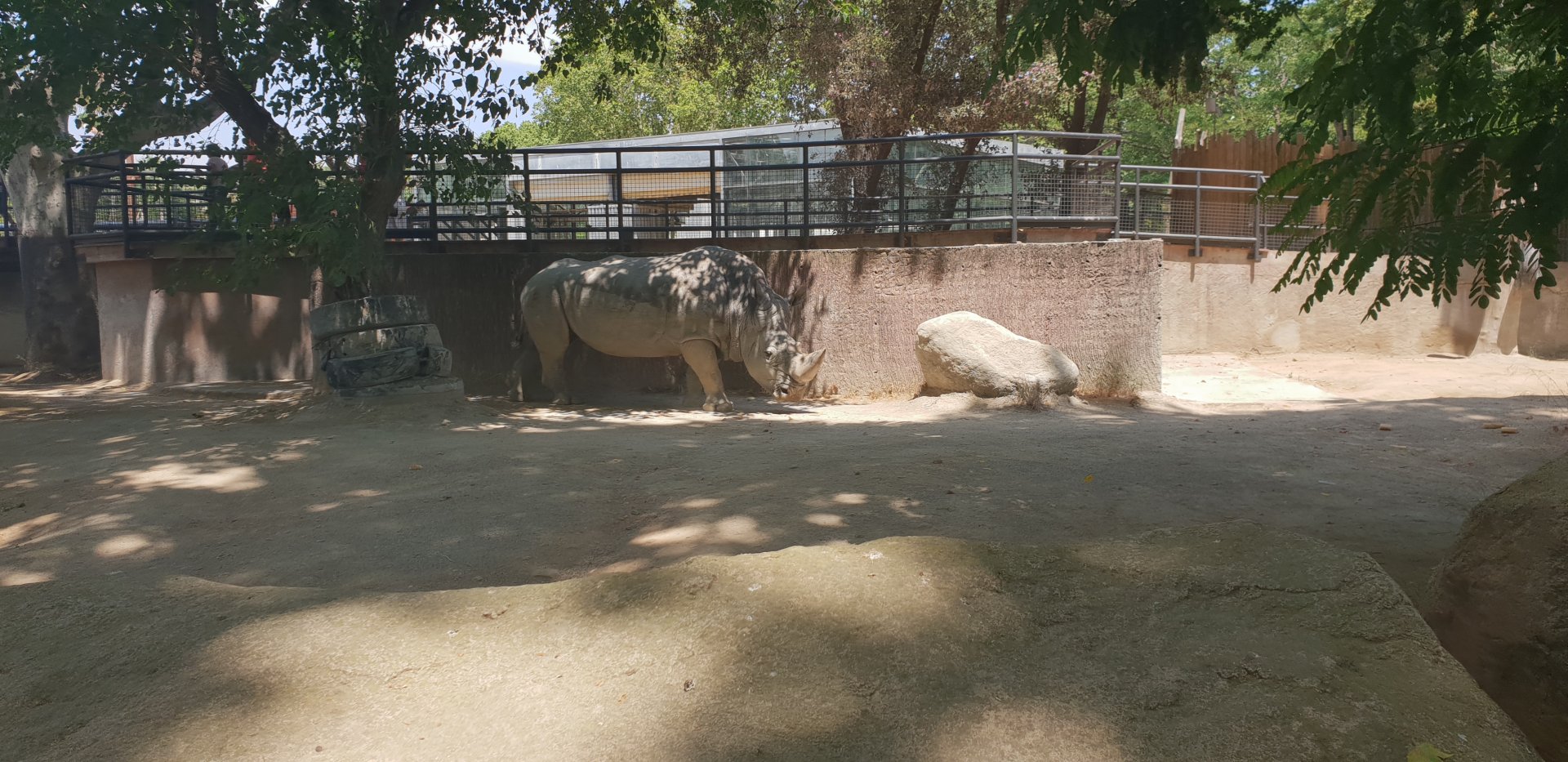 Southern white rhino