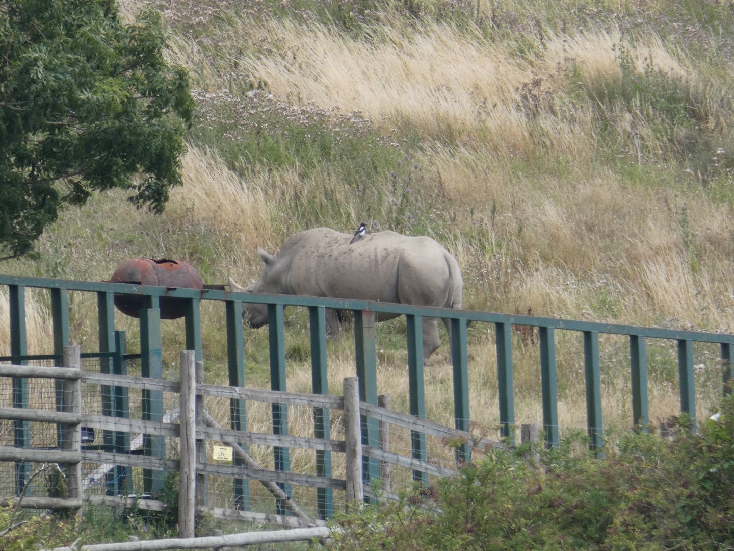 Southern White Rhino