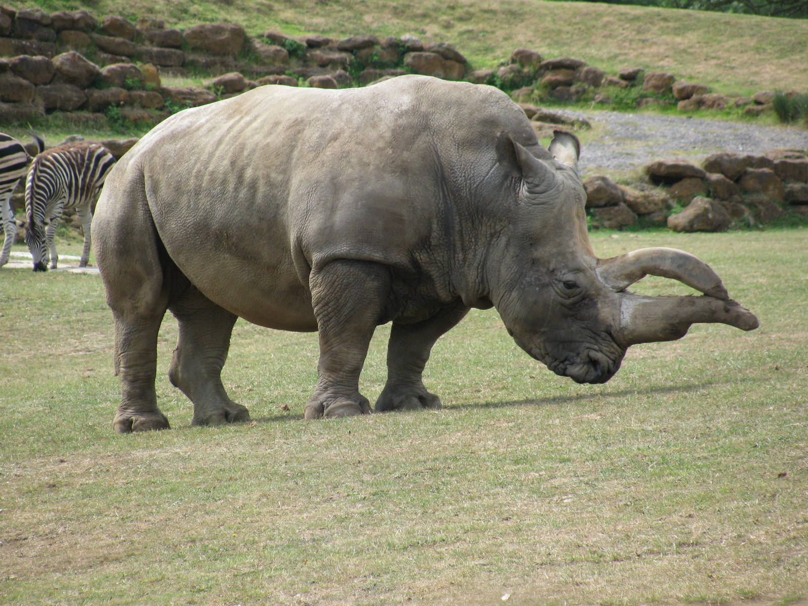 Southern White Rhino