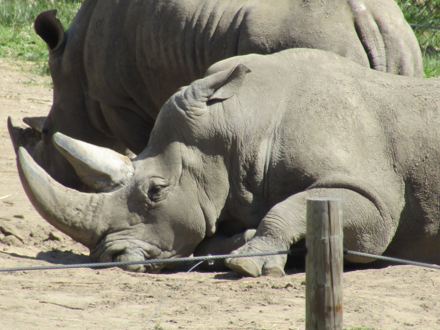 Southern White Rhino