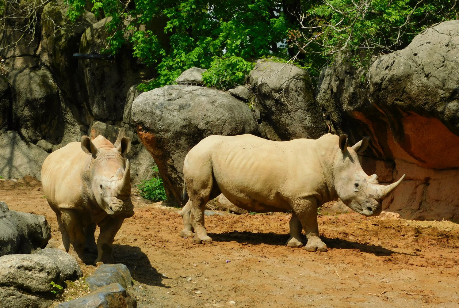 Southern White Rhino