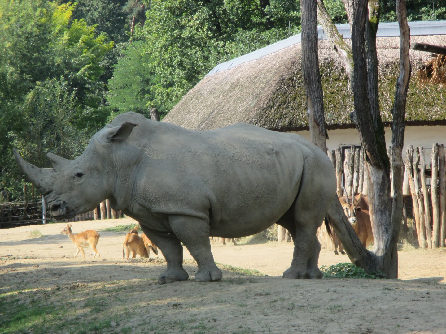 Southern white rhino