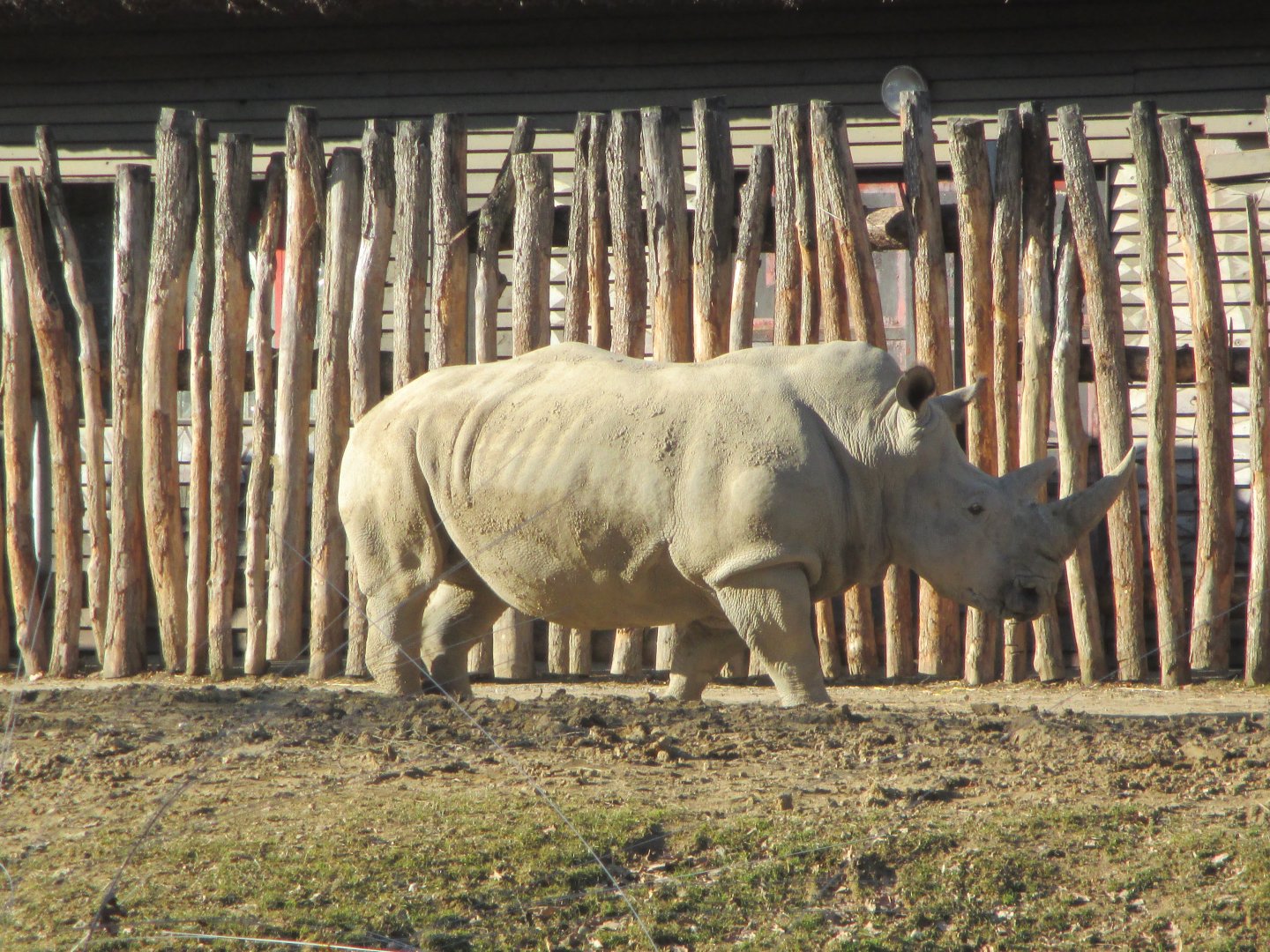 Southern white rhino