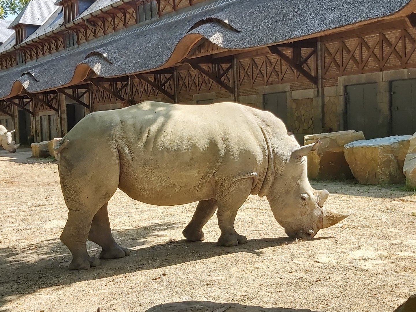 Southern white rhino