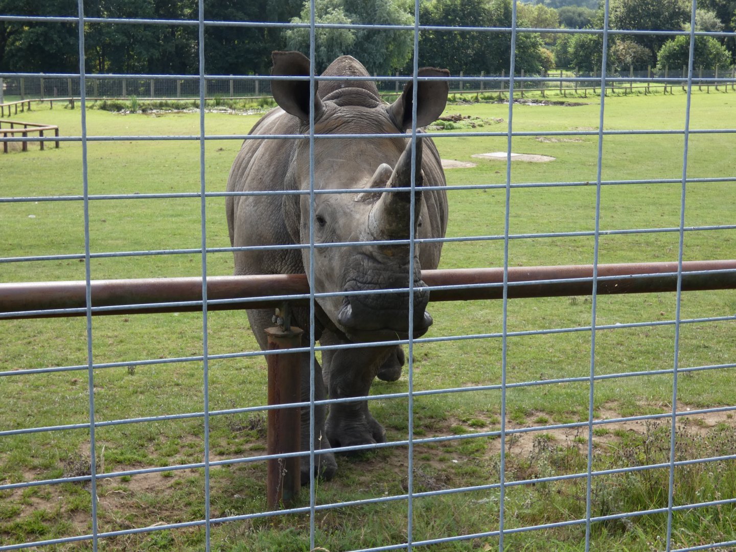 Southern white rhino