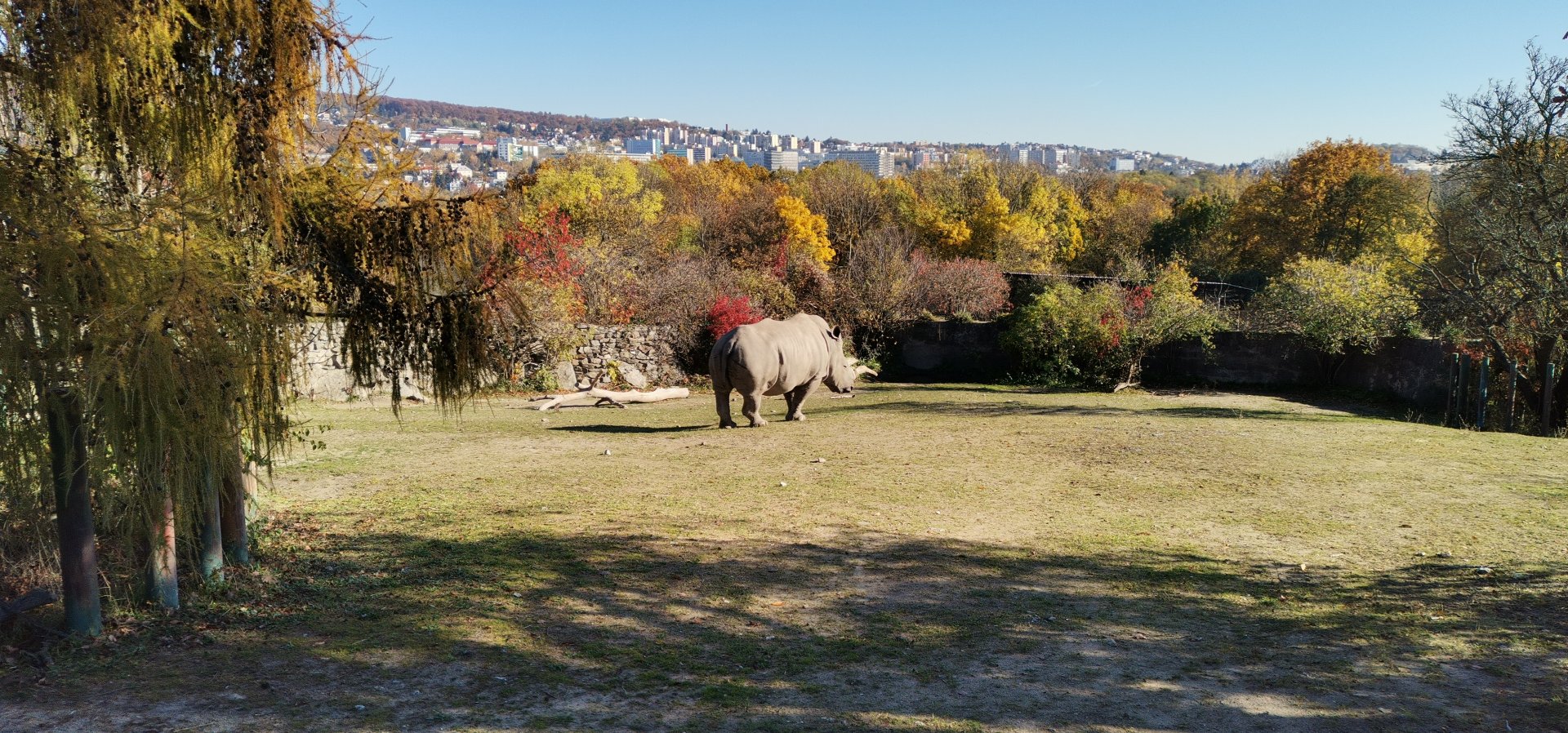 Southern White Rhino