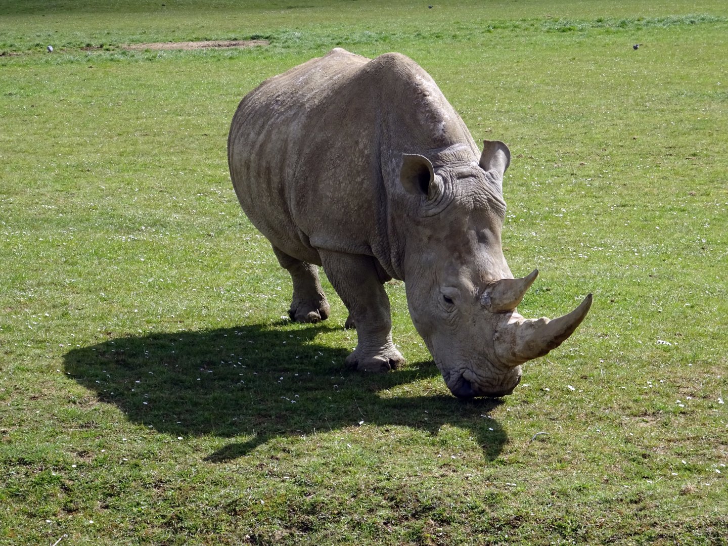 Southern White Rhino