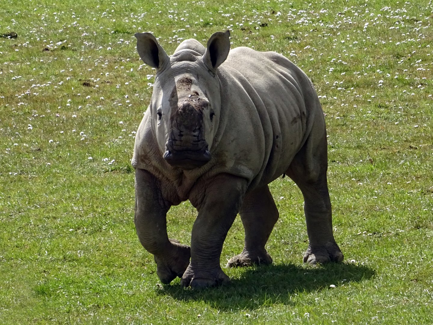 Southern White Rhino