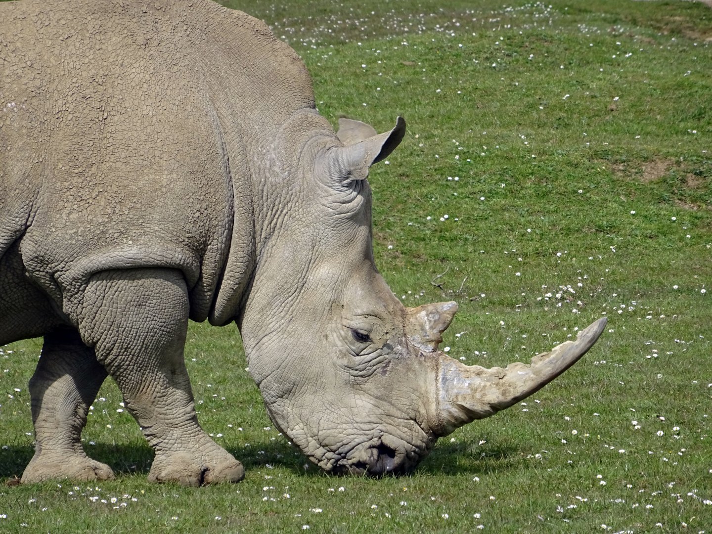 Southern White Rhino