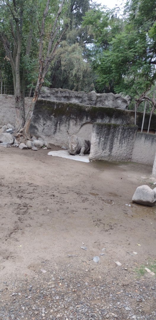 Southern White Rhino