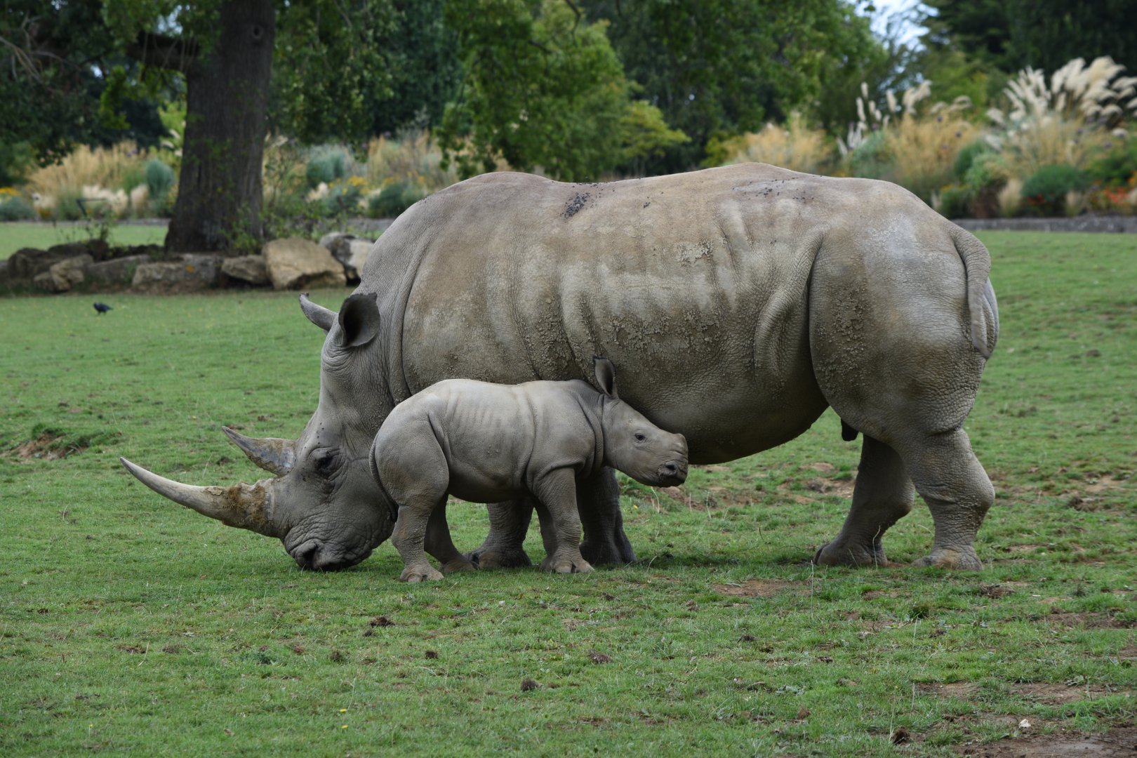 Southern white rhino