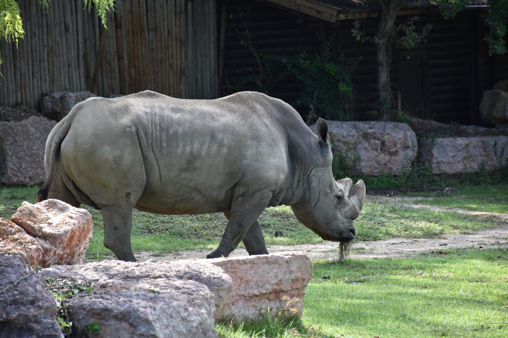 Southern white rhino