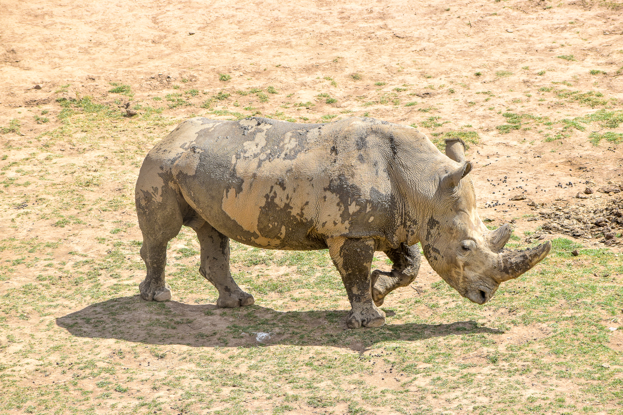 Southern White Rhino