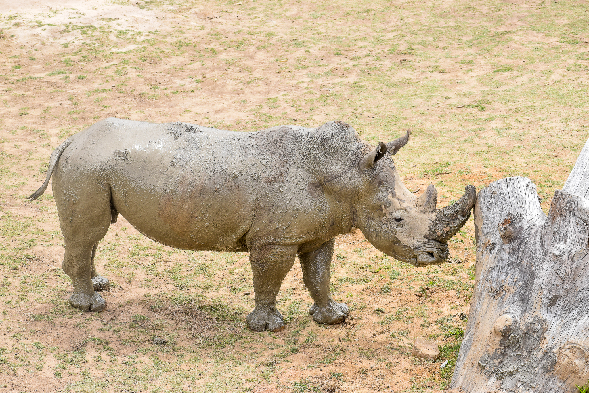 Southern White Rhino