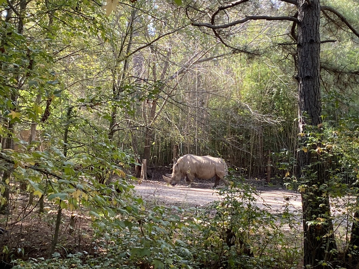 Southern White Rhino