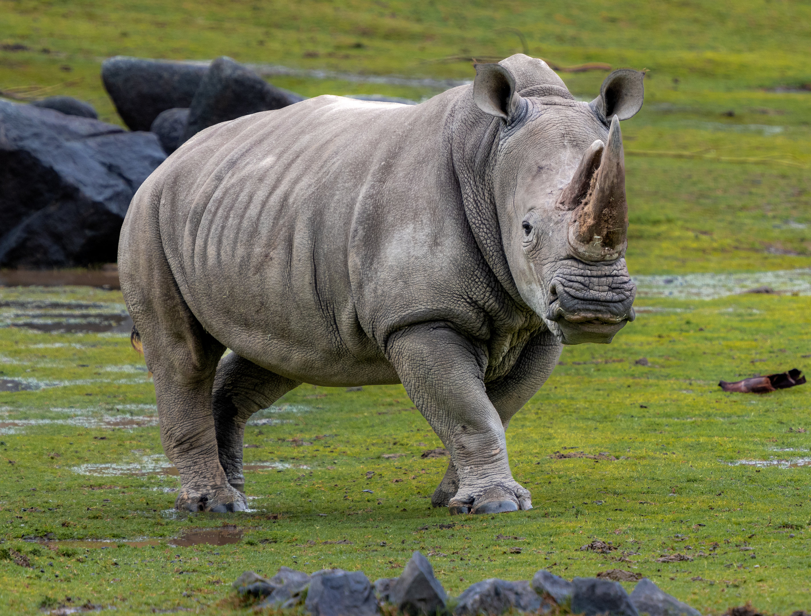Southern White Rhino