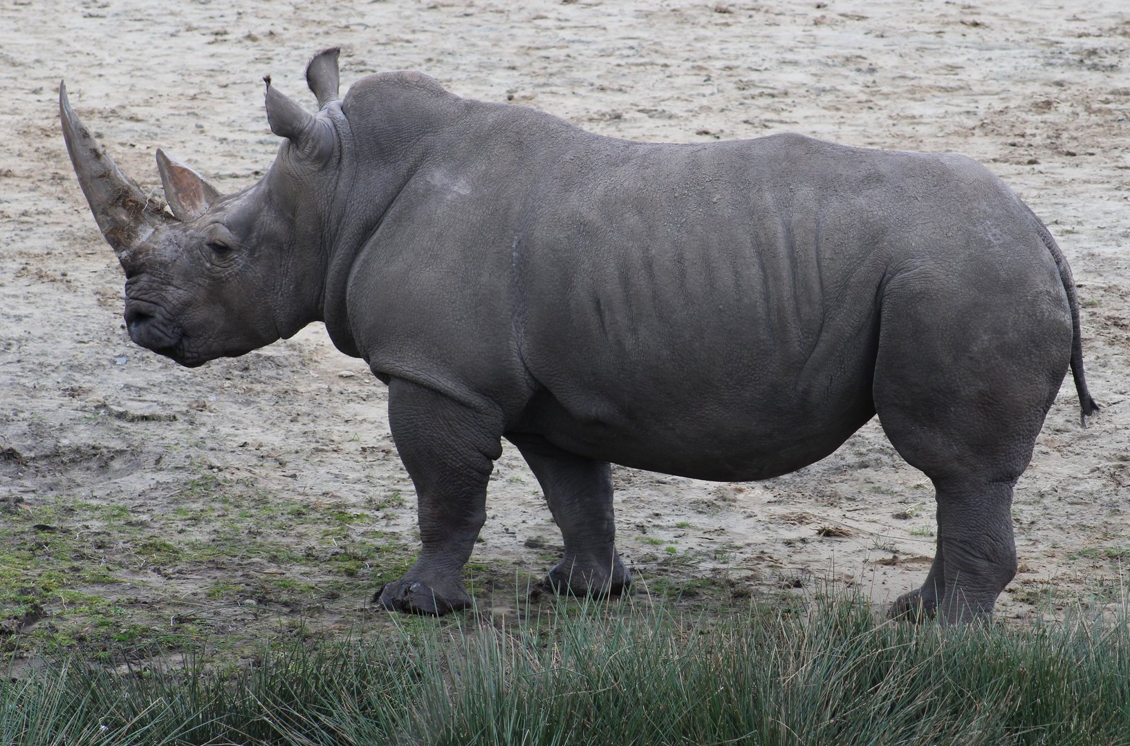 Southern white rhino