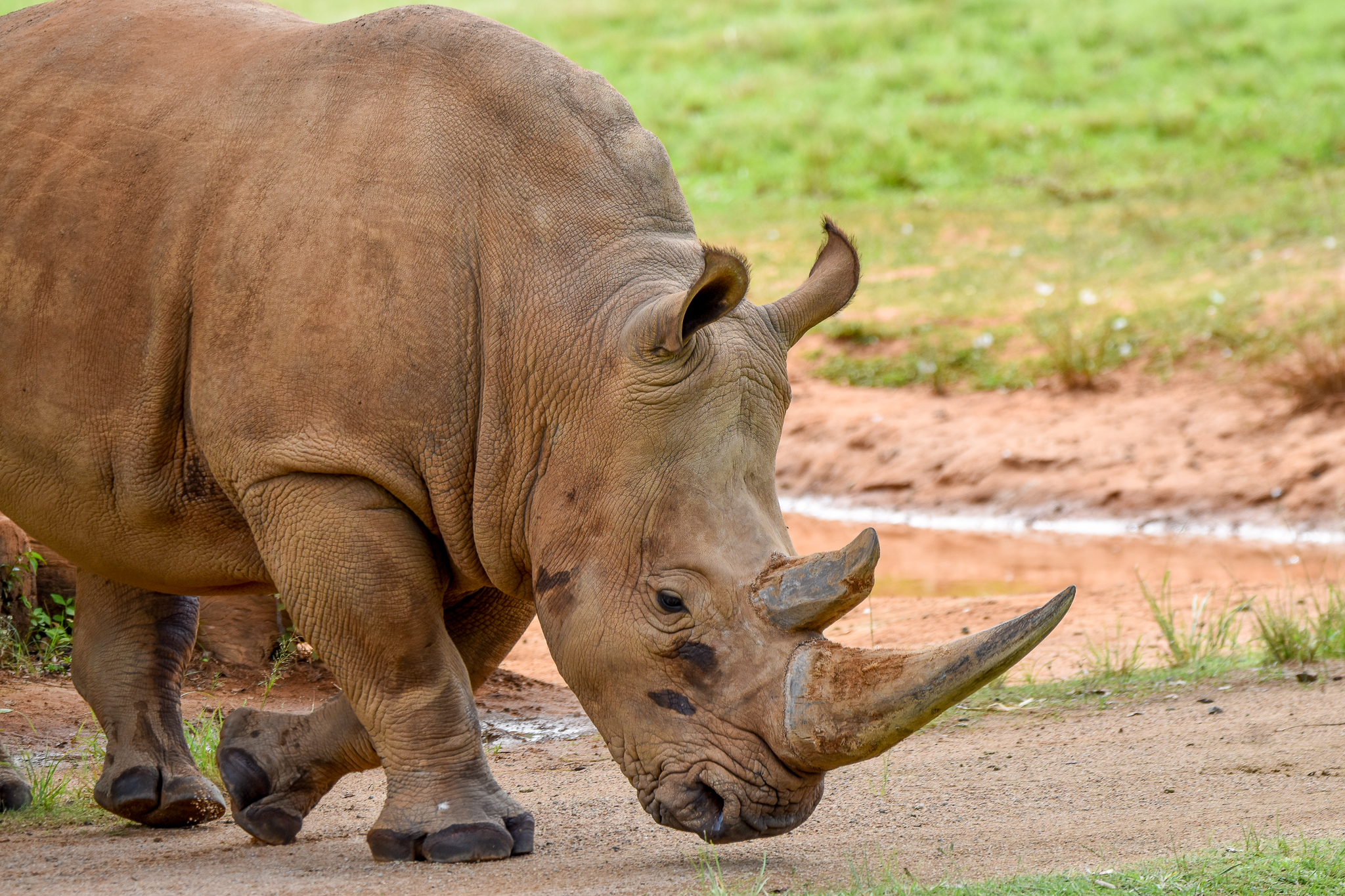 Southern White Rhino