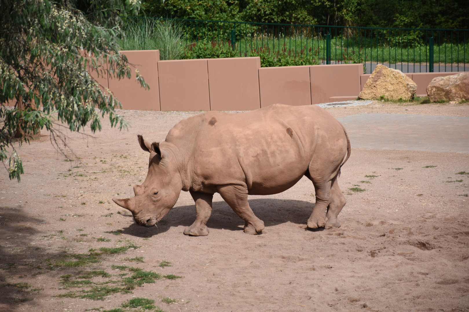 Southern white rhino