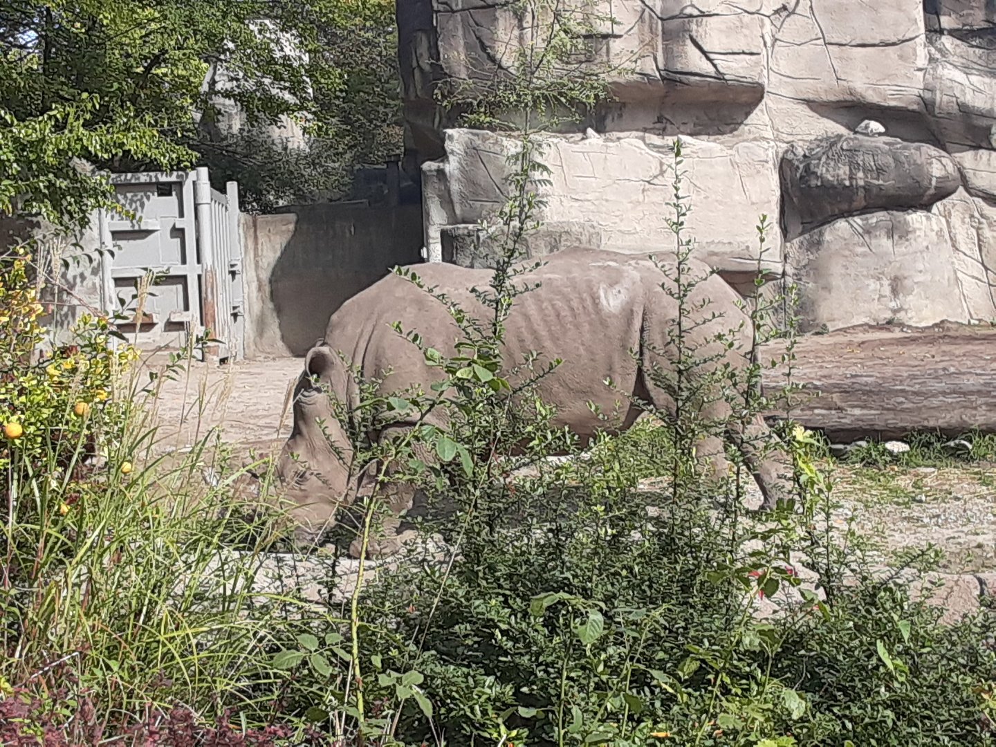 Southern White Rhino