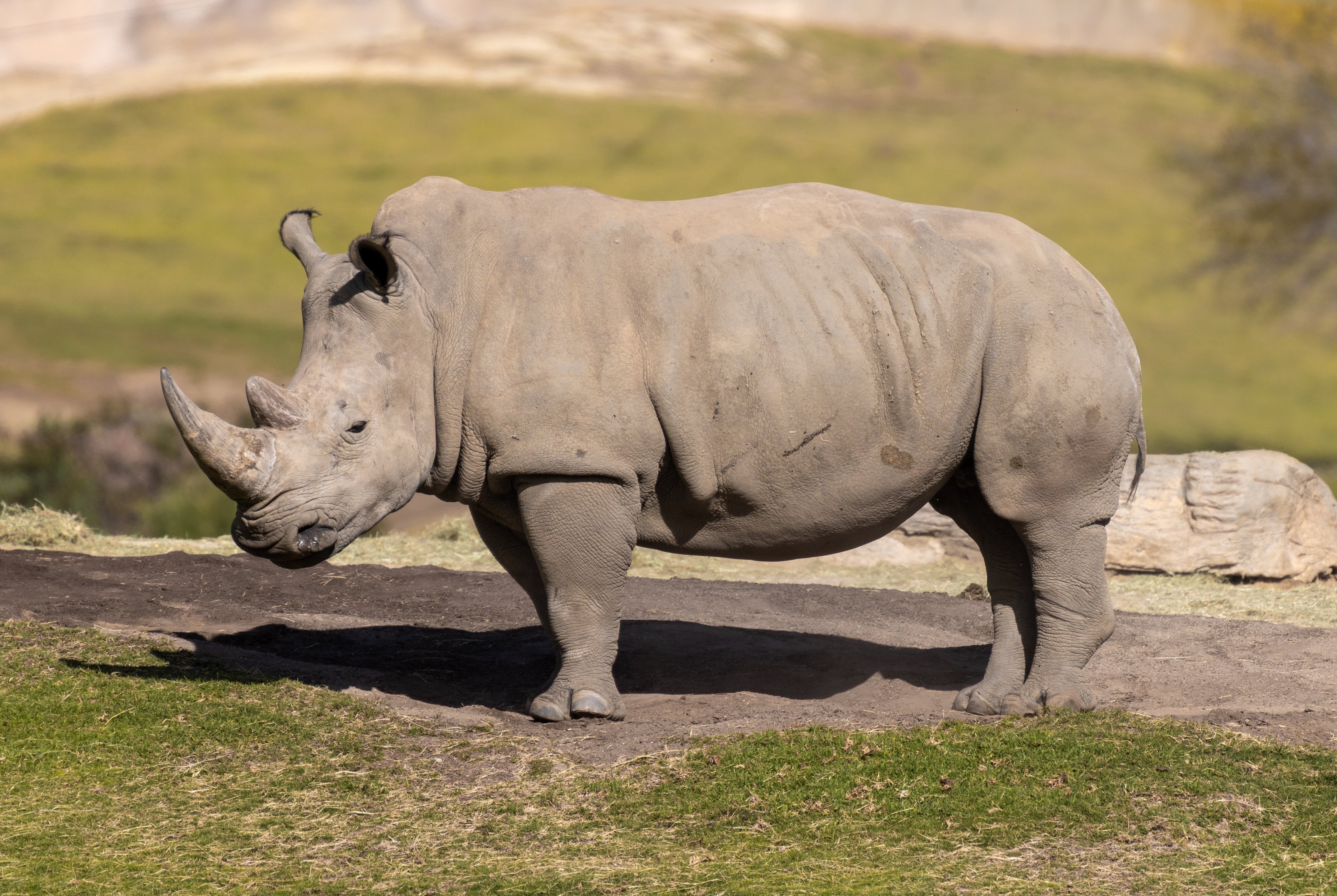 Southern White Rhino
