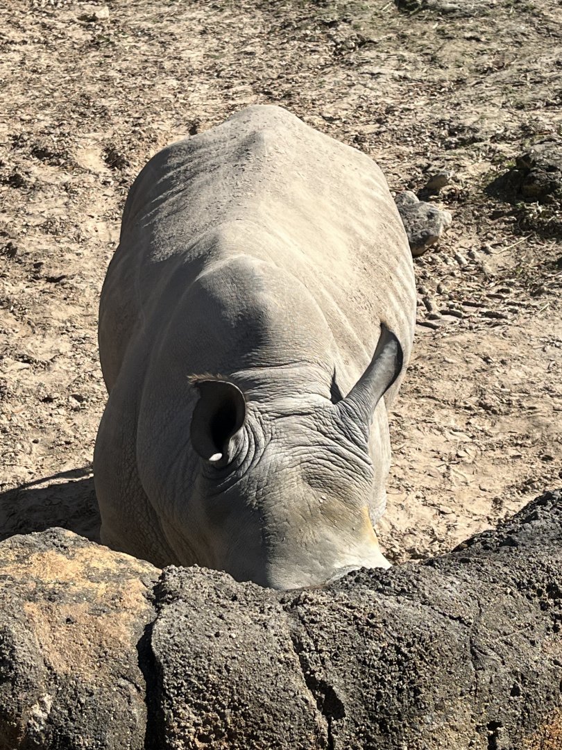 Southern White Rhino