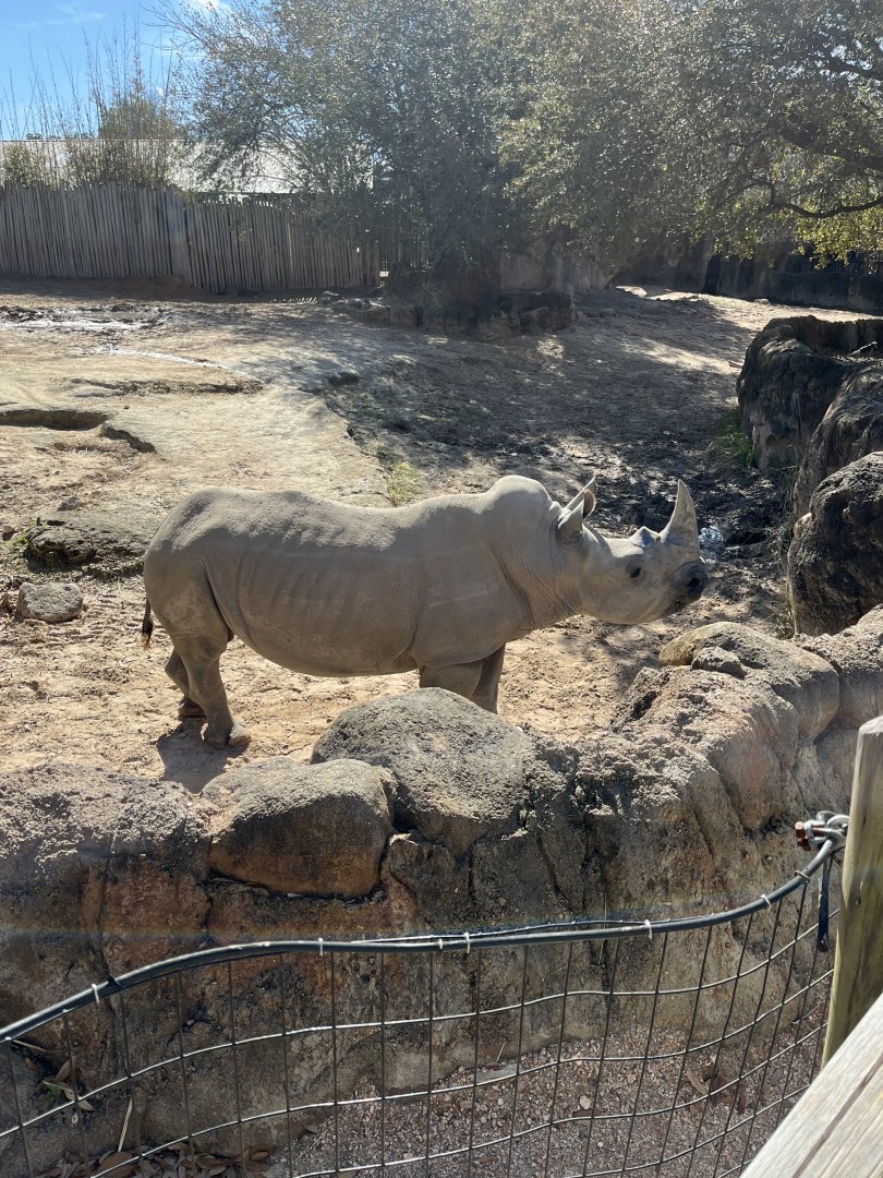 Southern White Rhino