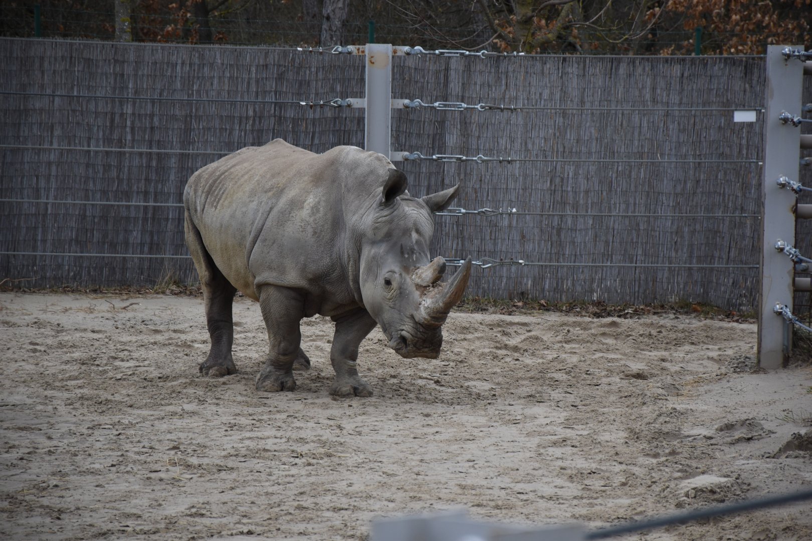 Southern white rhino