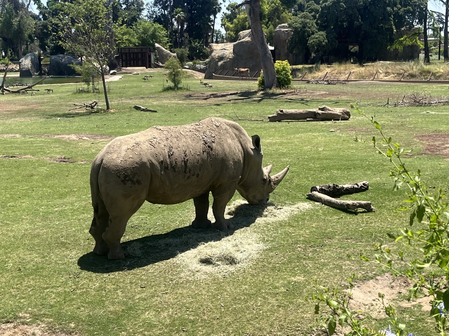 Southern White Rhino