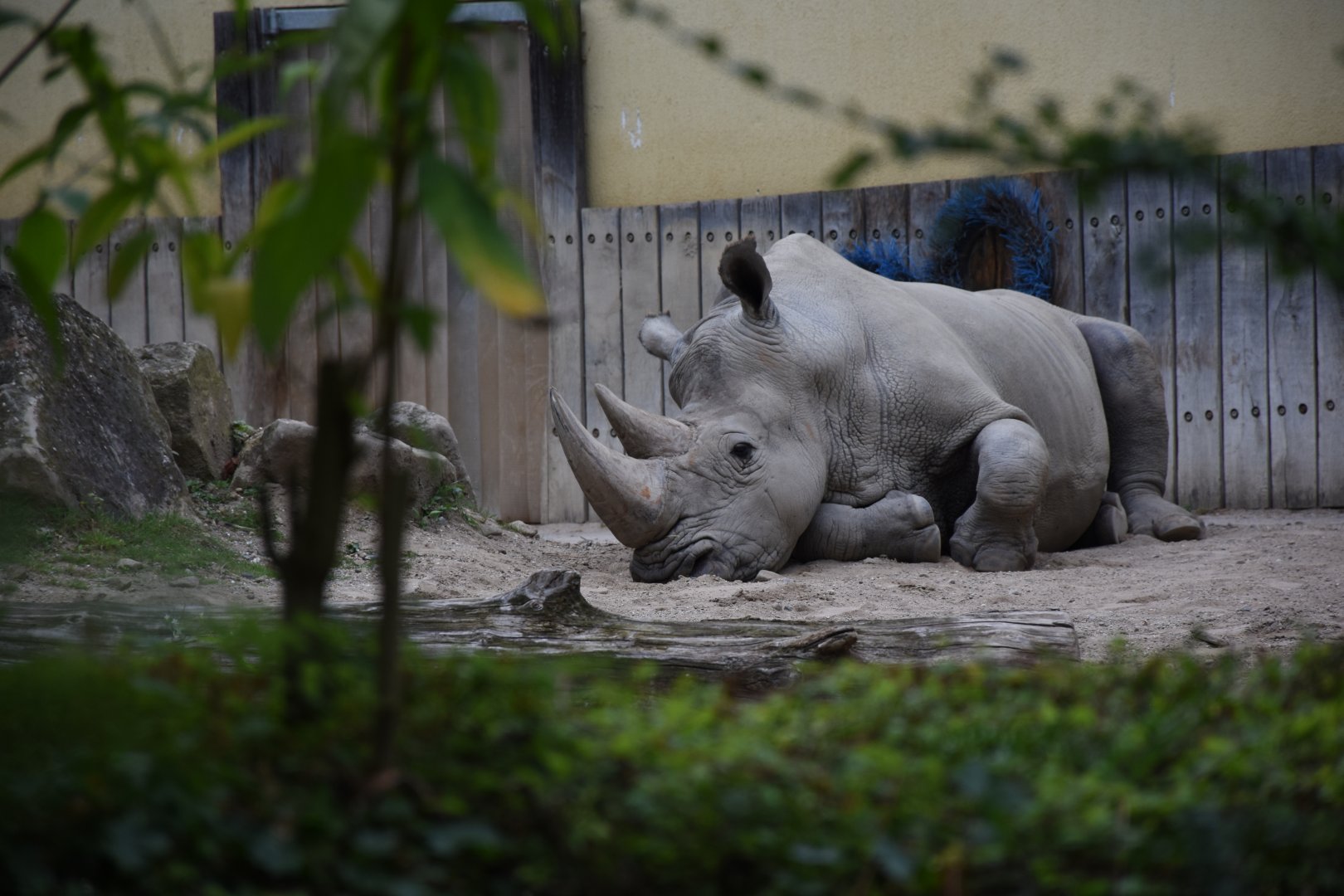 Southern white rhino