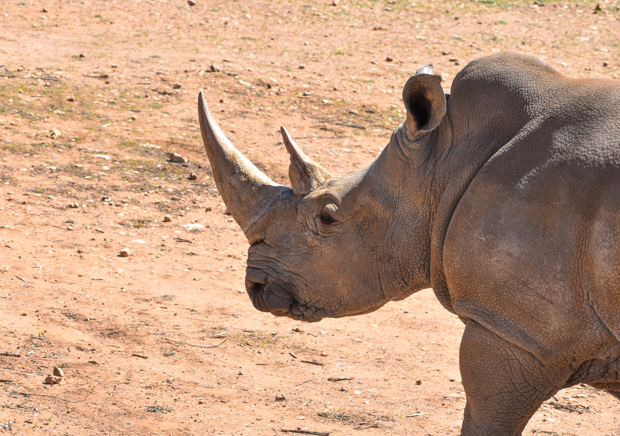Southern White Rhino
