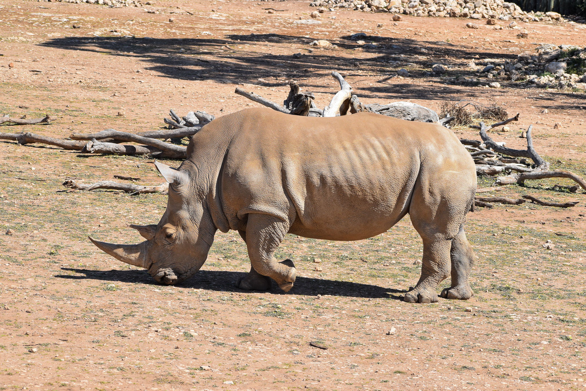Southern White Rhino