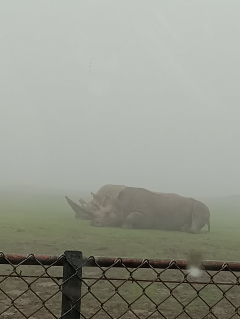 Southern white rhino