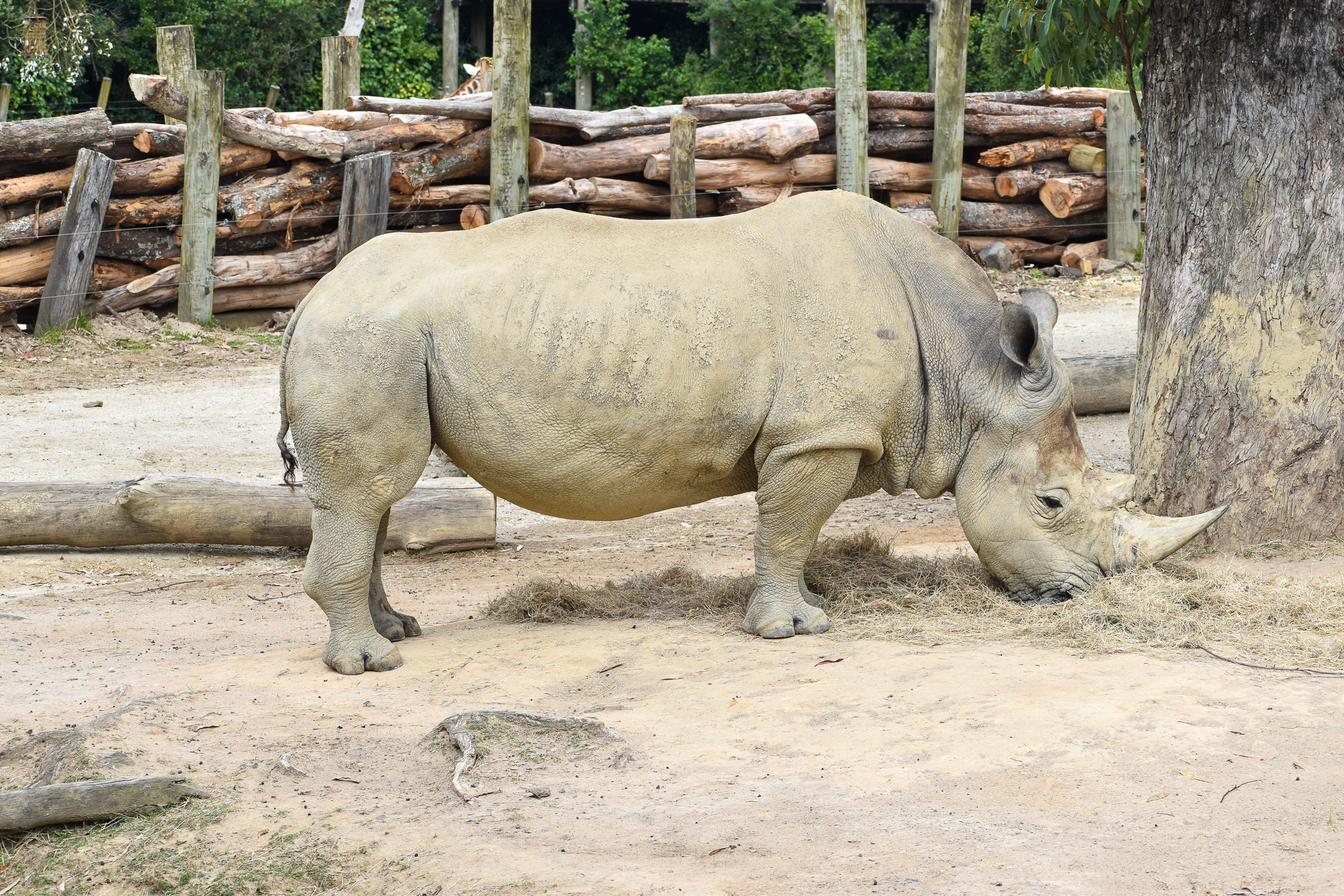 Southern White Rhino