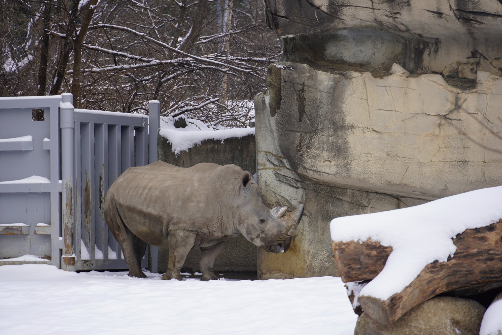 Southern White Rhino