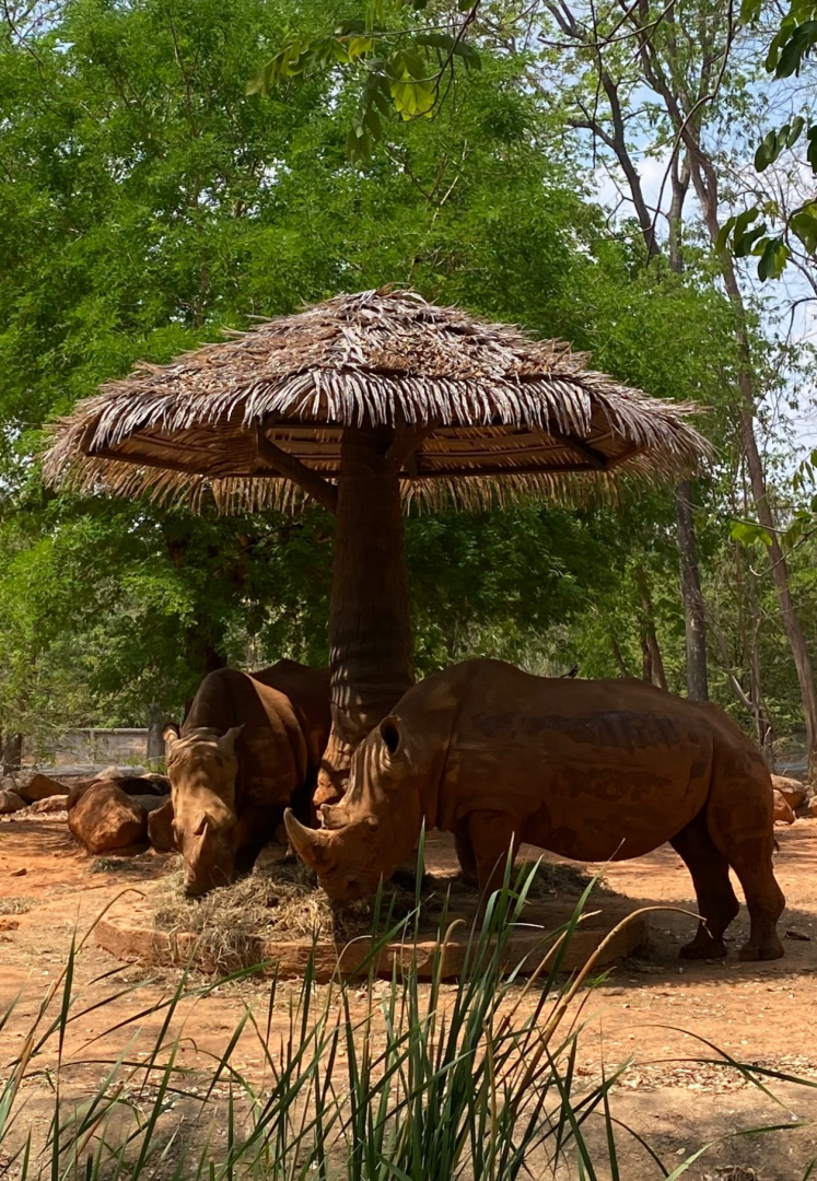 Southern white rhino