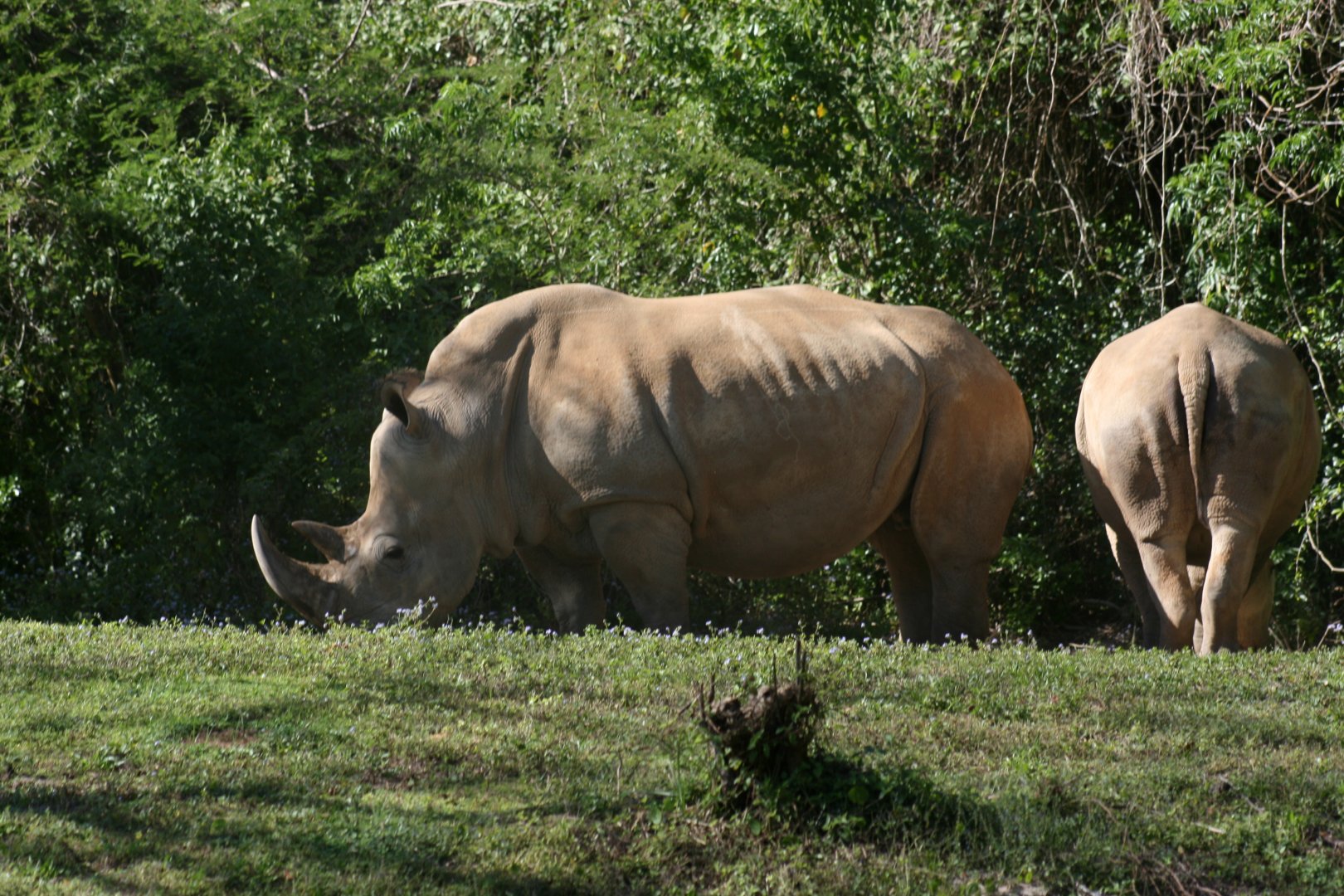 Southern White Rhino