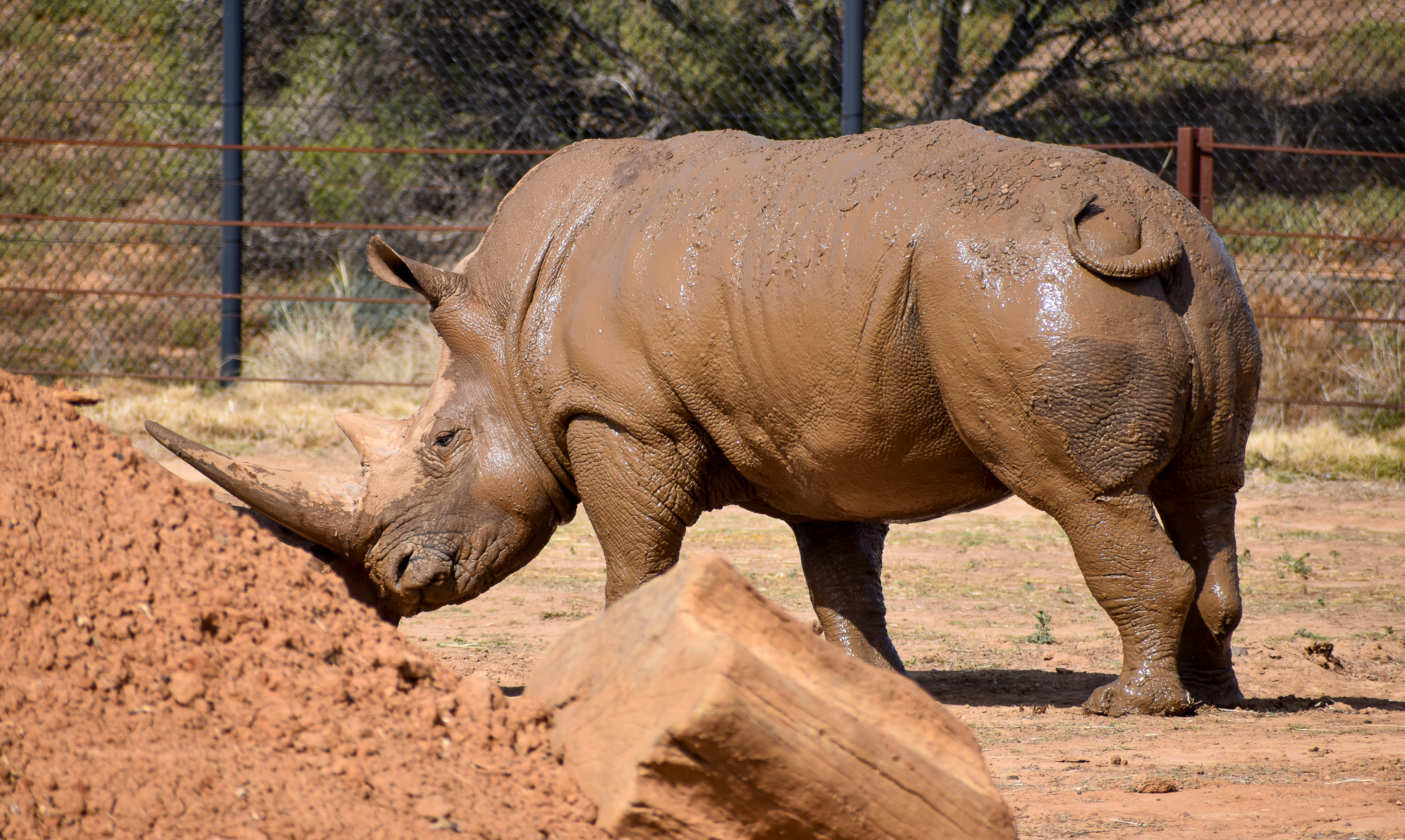 Southern White Rhino