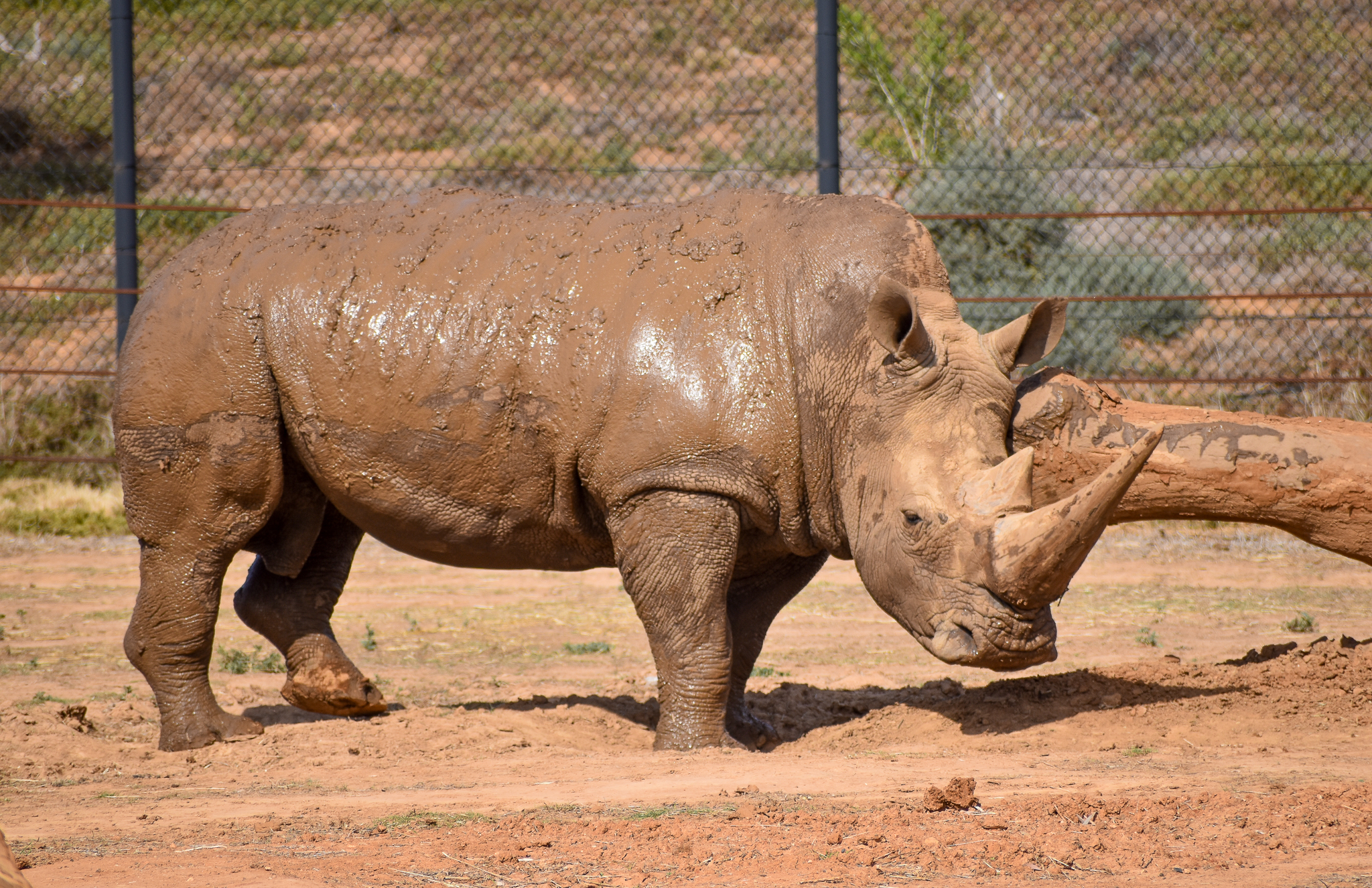 Southern White Rhino