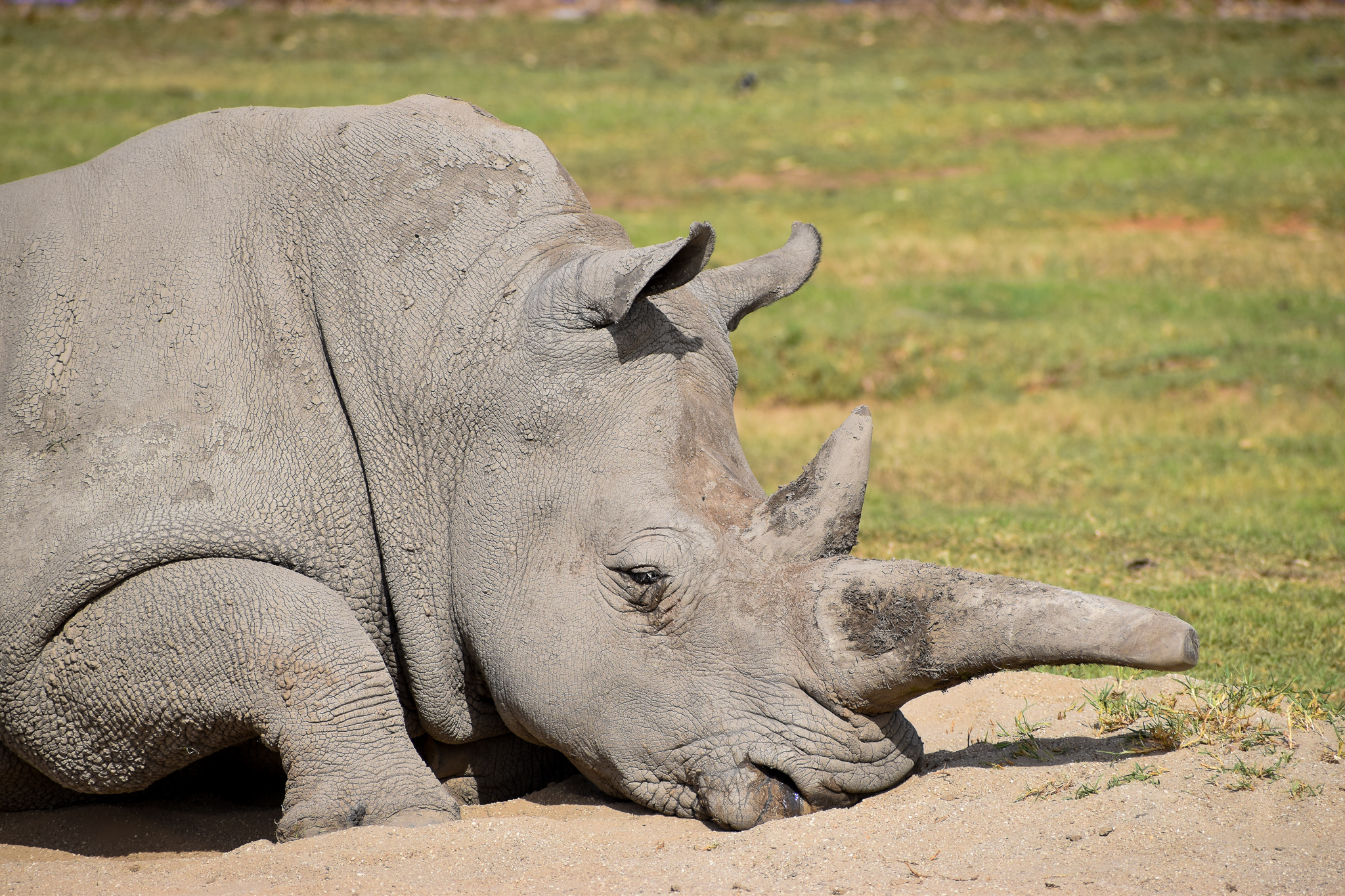 Southern White Rhino