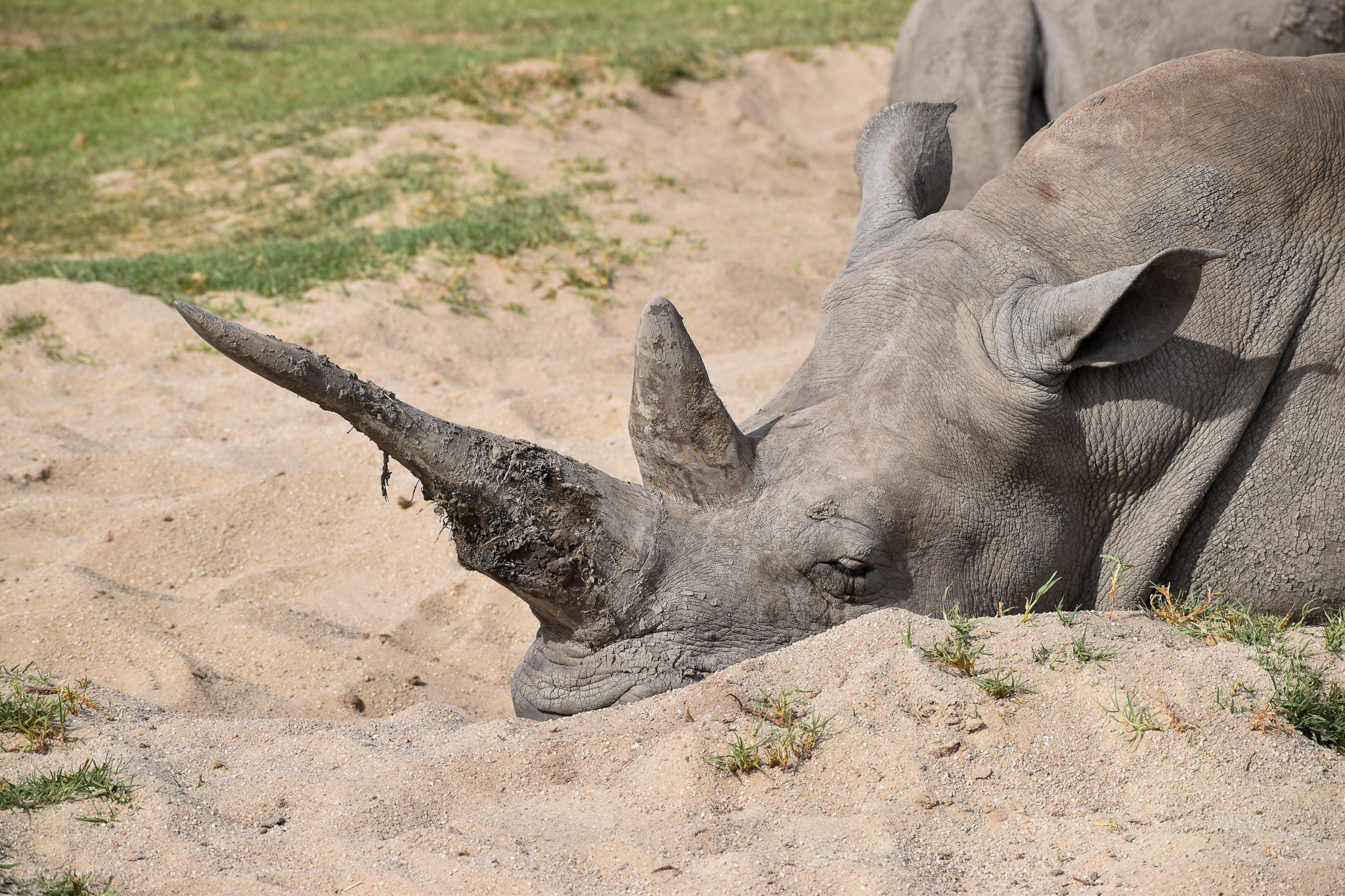 Southern White Rhino