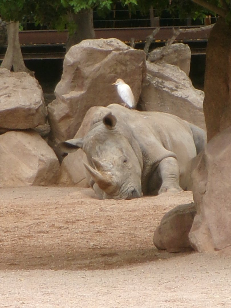 Southern white rhino