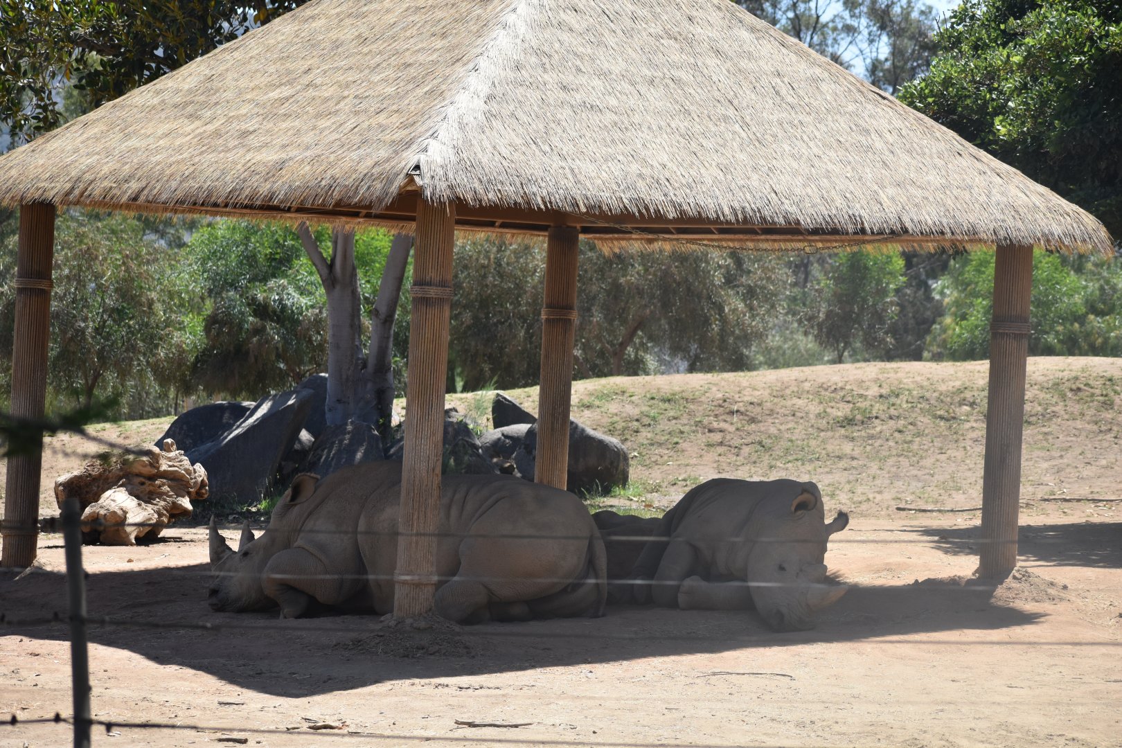 Southern White Rhino