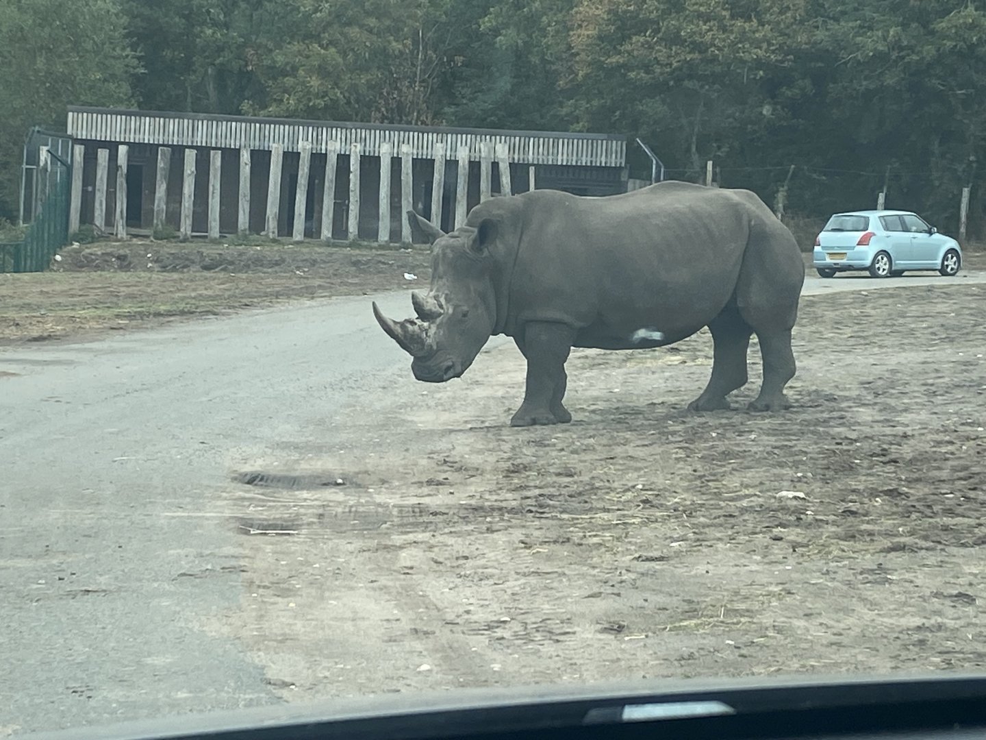 Southern white rhino