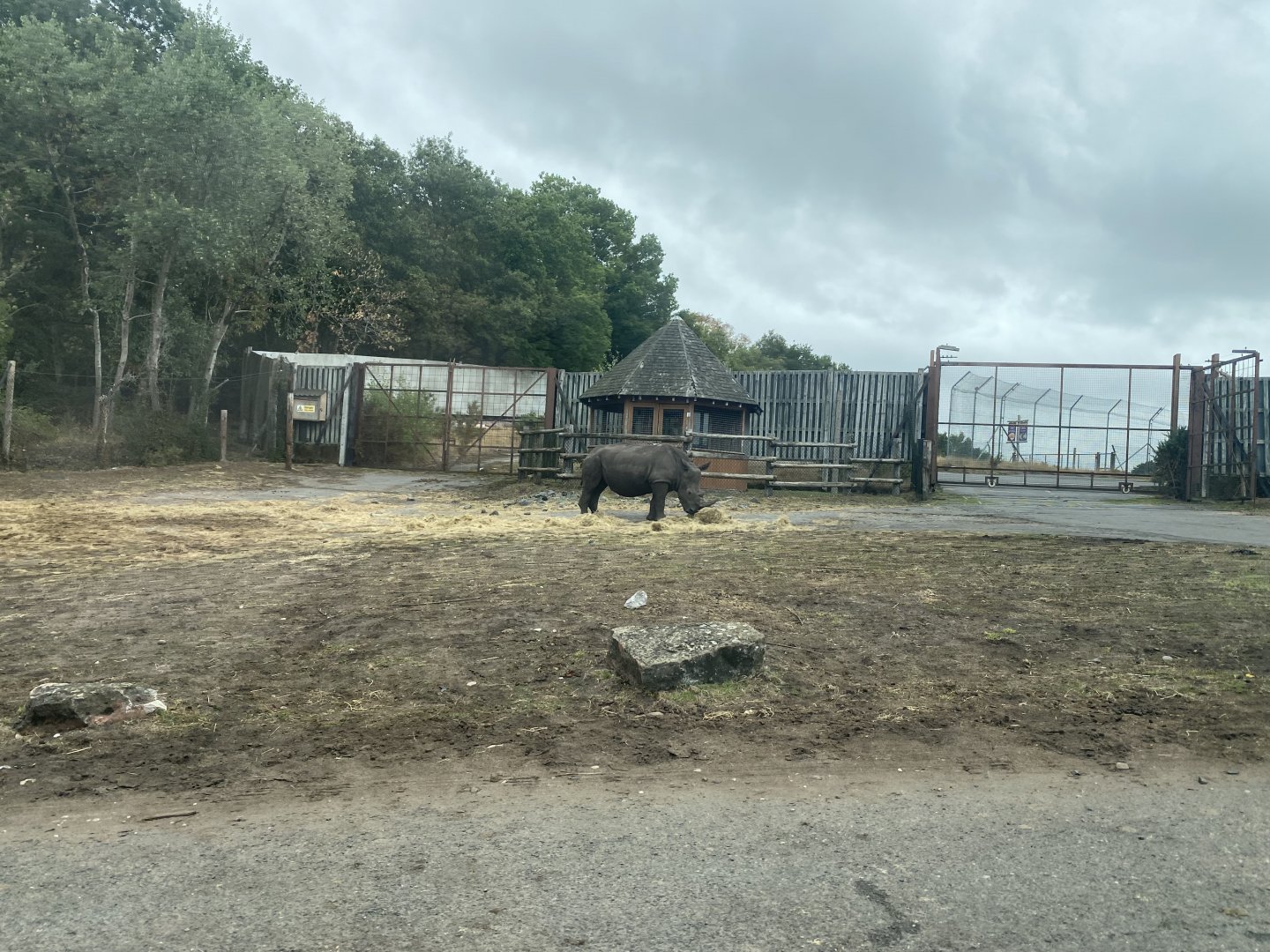 Southern white rhino