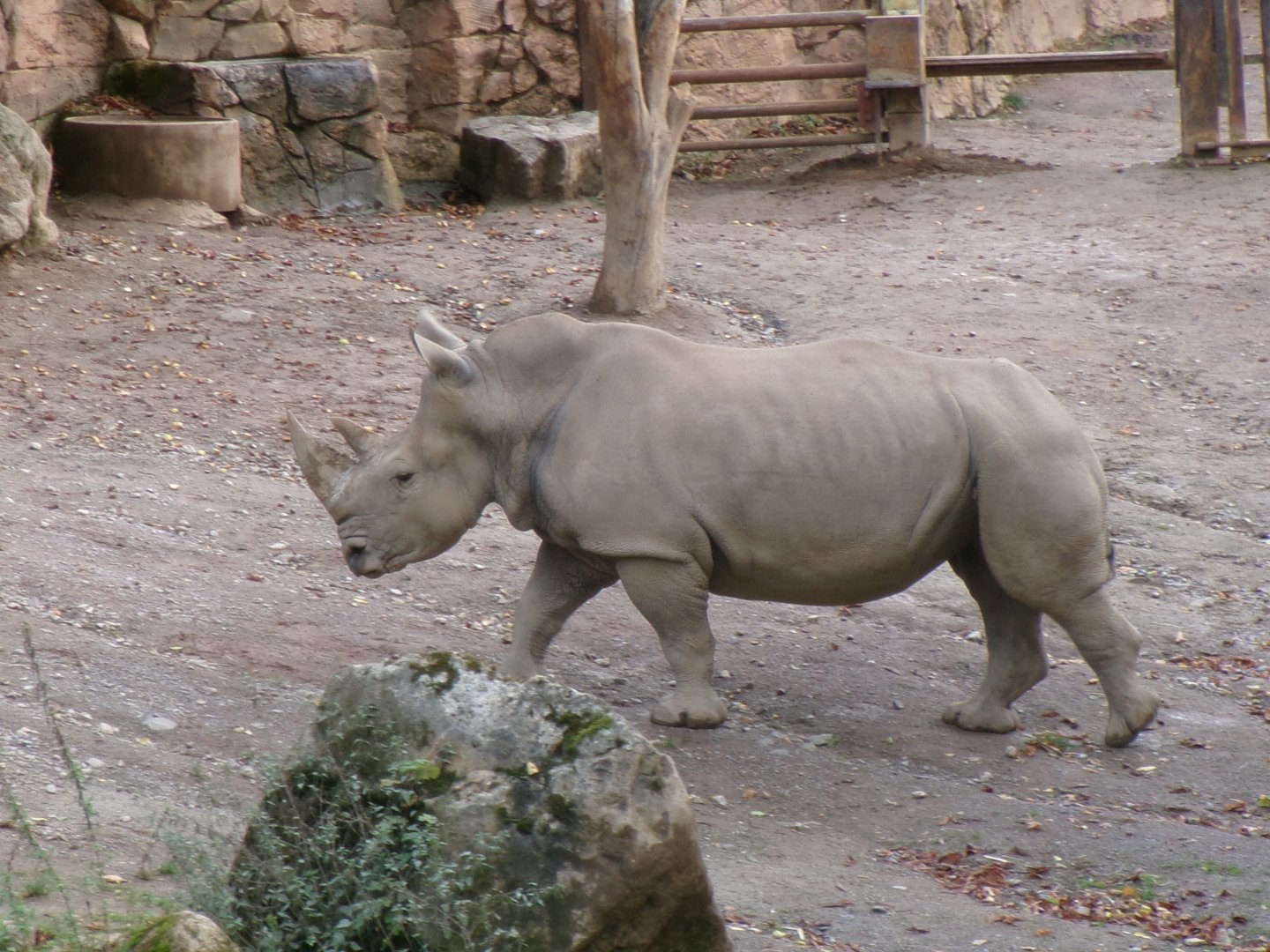 Southern white rhino